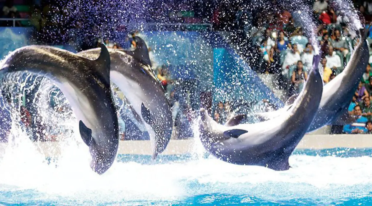 Combo: Dolphin & Seal + Exotic Bird Show - Image 1
