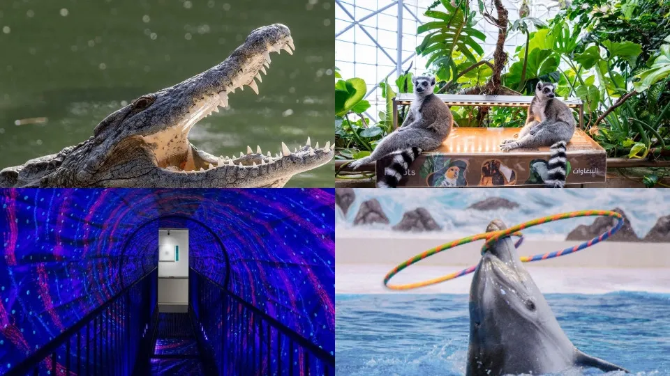 Dubai Dolphinarium + Crocodile Park Special Offer Combos – Upto 20% OFF - Image 1