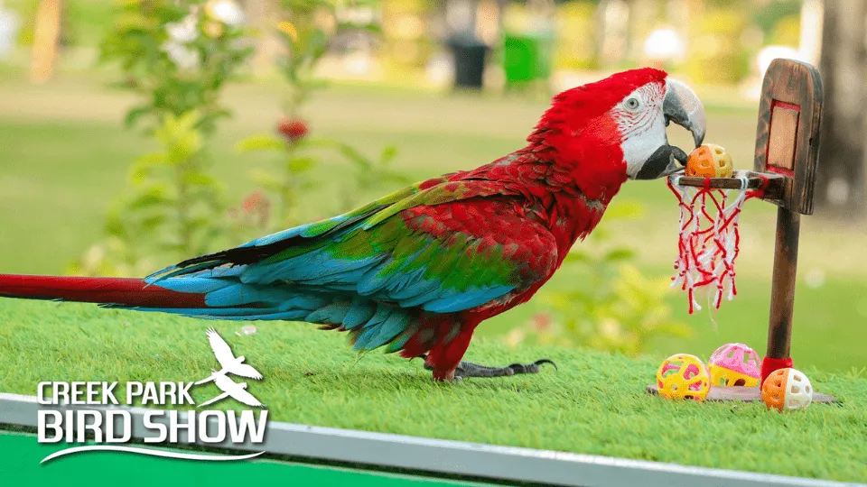 Exotic Bird Show – Dubai Dolphinarium - Image 1