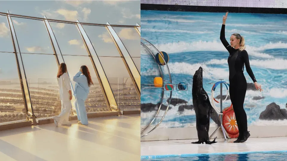 Dolphin & Seal Show + The View at The Palm Non Prime – Combo - Image 1